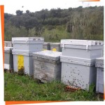 Layens Beehives